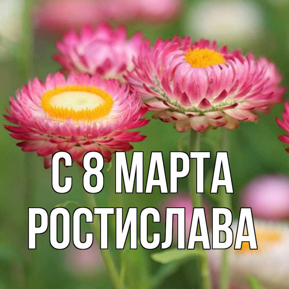 Открытка на каждый день с именем, Ростислава С 8 марта подарок на международный женский день Прикольная открытка с пожеланием онлайн скачать бесплатно 