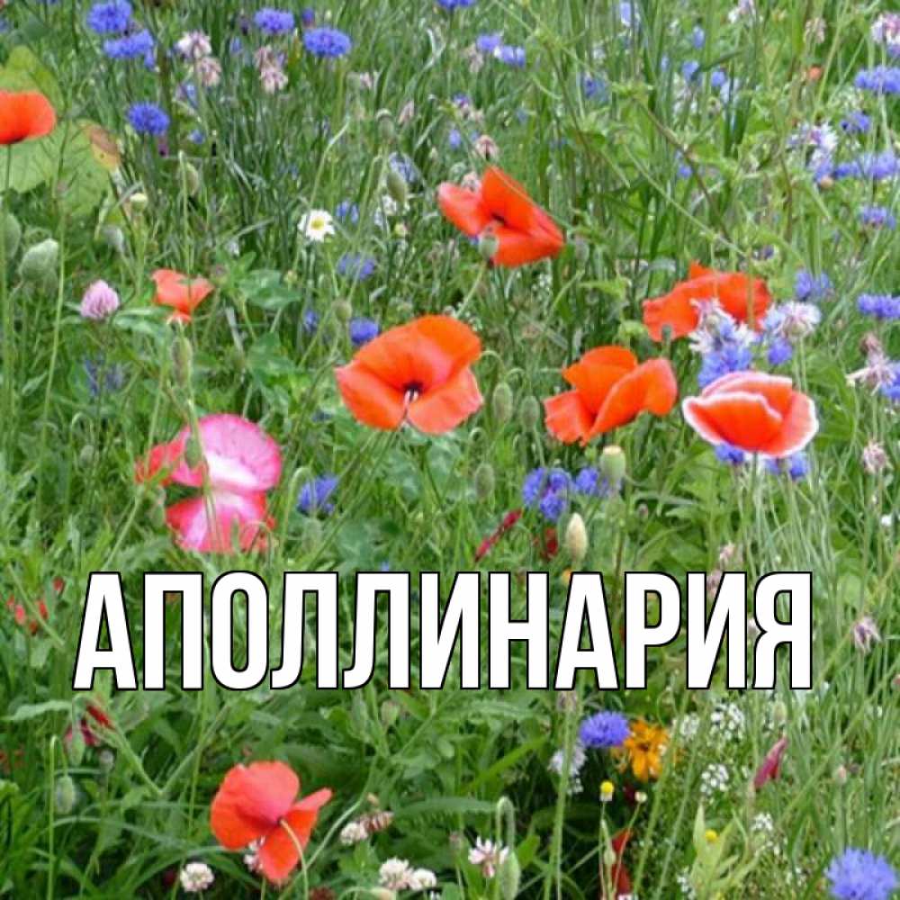 Открытка на каждый день с именем, Аполлинария Главная международный женский день 4 Прикольная открытка с пожеланием онлайн скачать бесплатно 