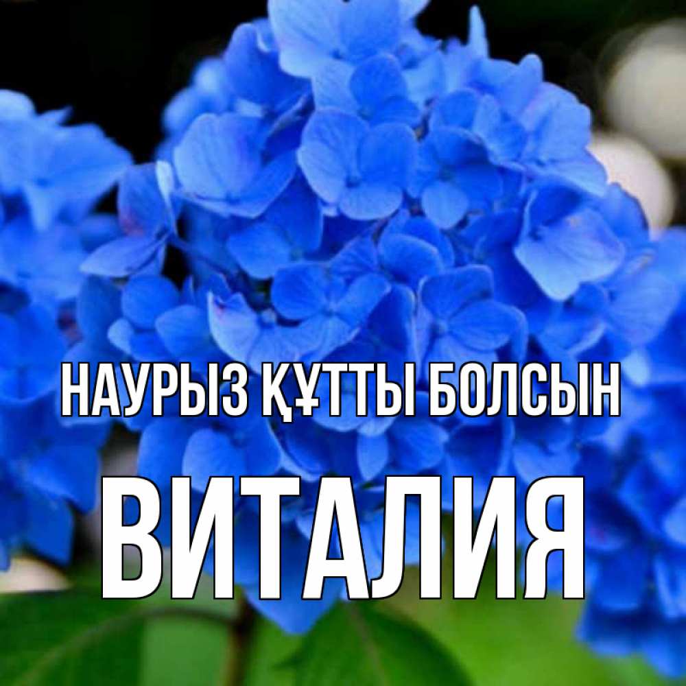 Открытка на каждый день с именем, Виталия Наурыз құтты болсын синие цветы Прикольная открытка с пожеланием онлайн скачать бесплатно 
