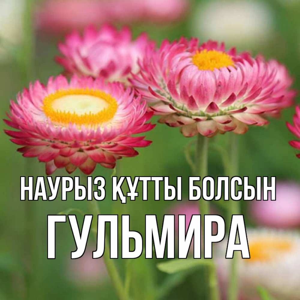 Открытка на каждый день с именем, Гульмира Наурыз құтты болсын подарок на международный женский день Прикольная открытка с пожеланием онлайн скачать бесплатно 