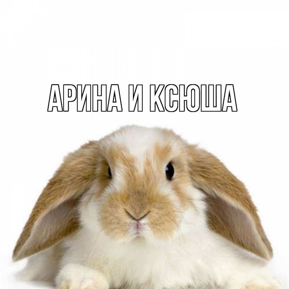 Открытка на каждый день с именем, Арина-и-Ксюша Главная с животными Прикольная открытка с пожеланием онлайн скачать бесплатно 