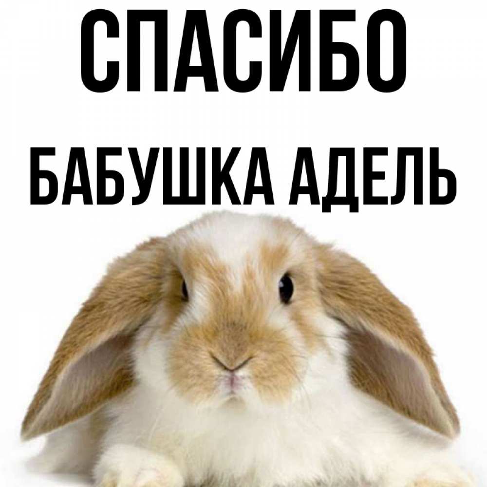 Открытка на каждый день с именем, Бабушка-Адель Спасибо коричнево белый заяц Прикольная открытка с пожеланием онлайн скачать бесплатно 