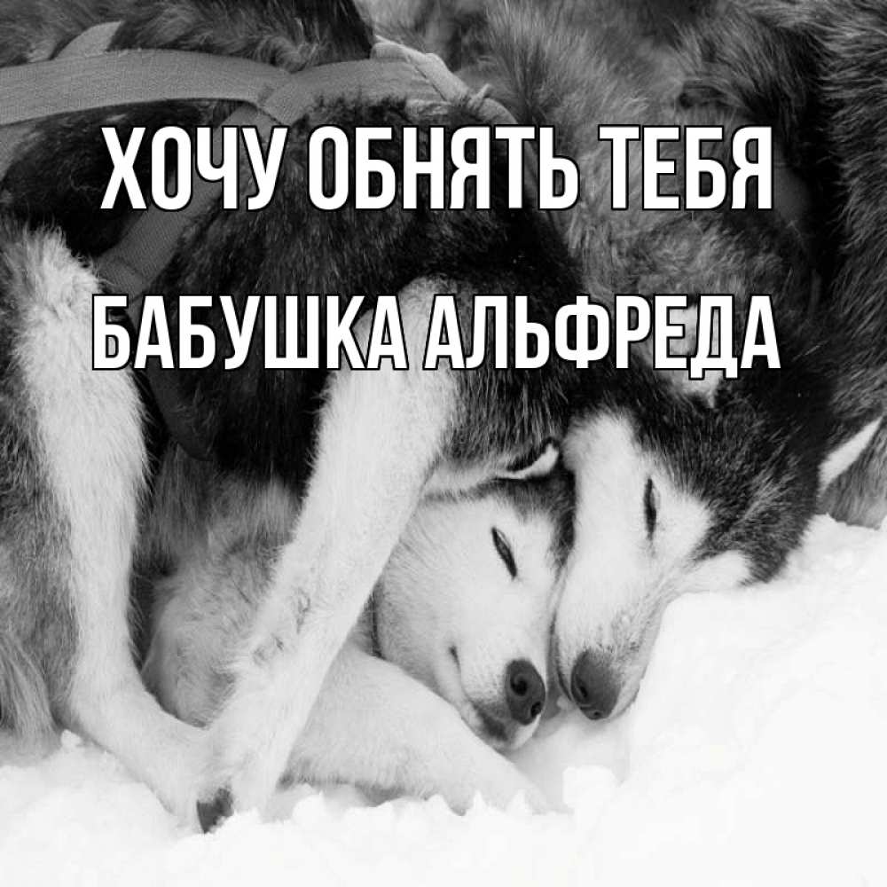 Открытка на каждый день с именем, Бабушка-Альфреда Хочу обнять тебя собачки в упряжке Прикольная открытка с пожеланием онлайн скачать бесплатно 