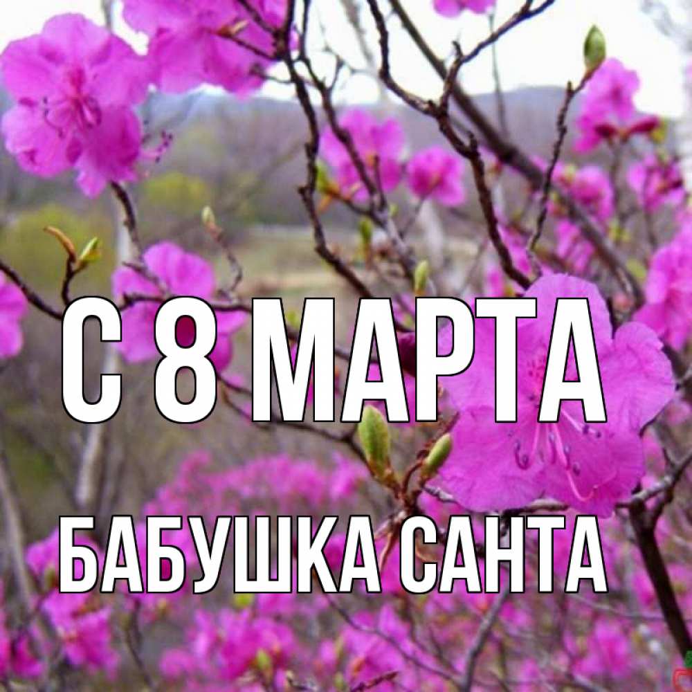 Открытка на каждый день с именем, Бабушка-Санта С 8 марта международный женский день Прикольная открытка с пожеланием онлайн скачать бесплатно 