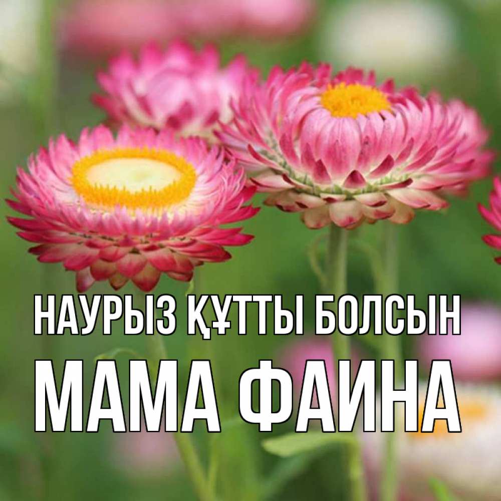 Открытка на каждый день с именем, Мама-Фаина Наурыз құтты болсын подарок на международный женский день Прикольная открытка с пожеланием онлайн скачать бесплатно 