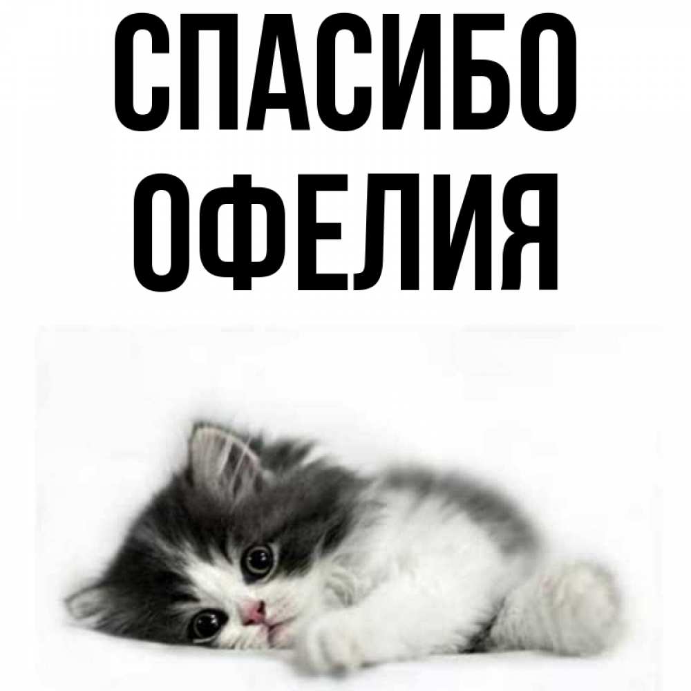 Открытка на каждый день с именем, Офелия Спасибо черный и белый кот Прикольная открытка с пожеланием онлайн скачать бесплатно 