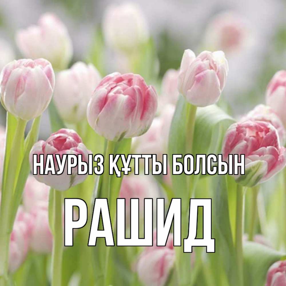Открытка на каждый день с именем, Рашид Наурыз құтты болсын цветы Прикольная открытка с пожеланием онлайн скачать бесплатно 