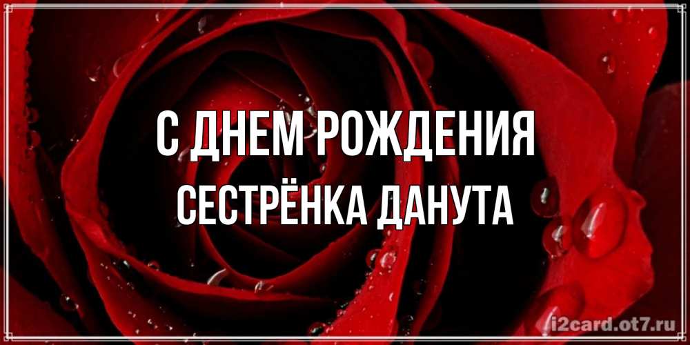 Открытка на каждый день с именем, Сестрёнка-Данута С днем рождения крупная бордовая роза Прикольная открытка с пожеланием онлайн скачать бесплатно 