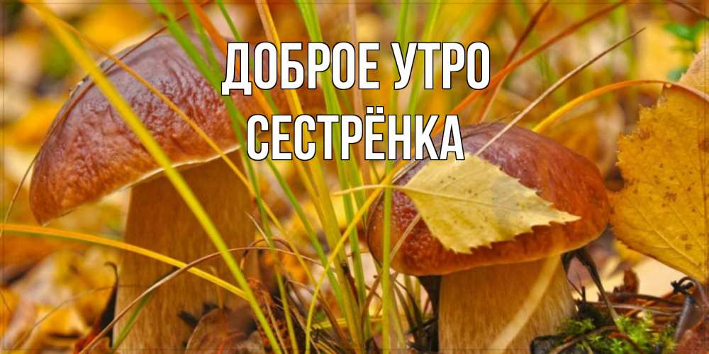 Открытка на каждый день с именем, Сестрёнка Доброе утро осенние грибы Прикольная открытка с пожеланием онлайн скачать бесплатно 