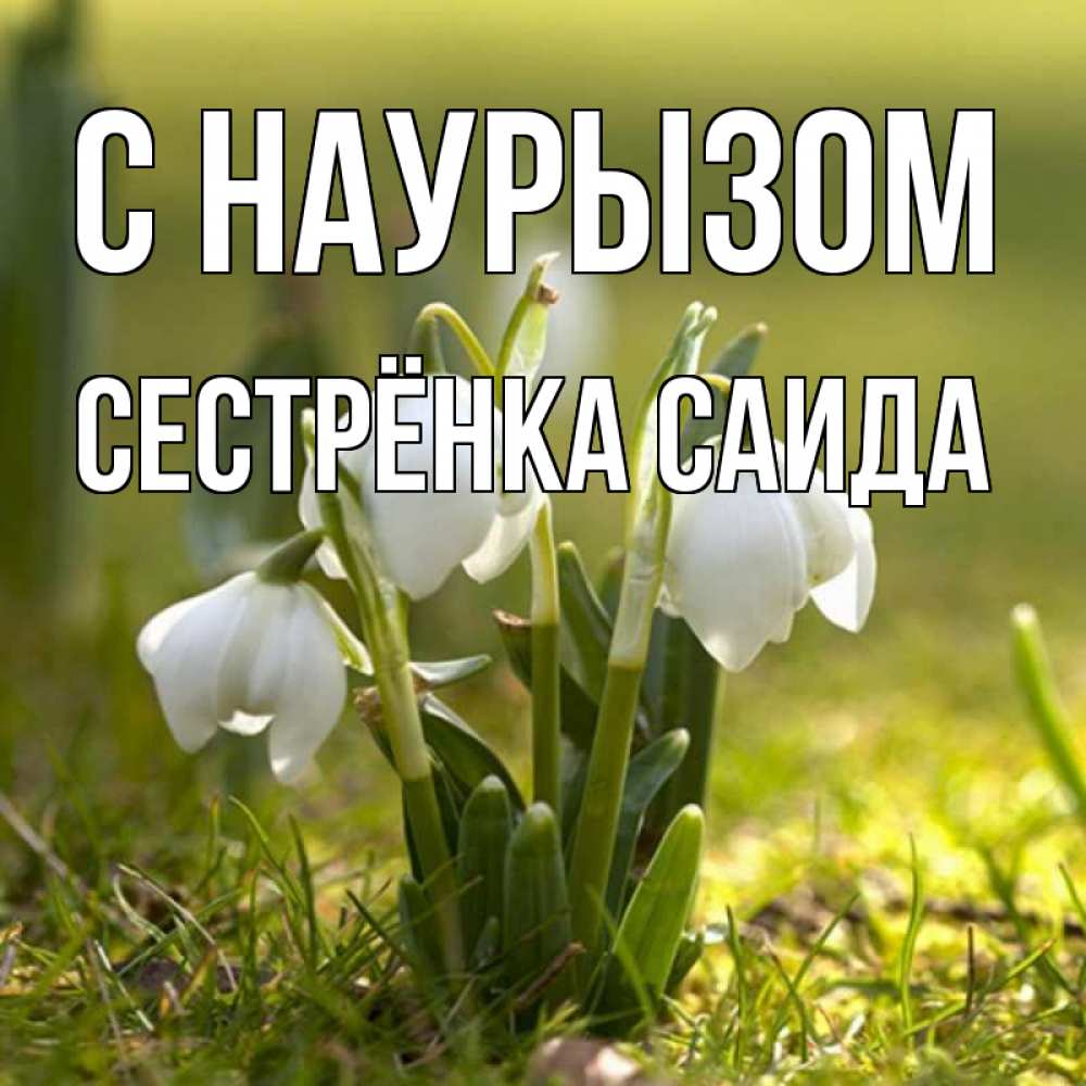Открытка на каждый день с именем, Сестрёнка-Саида С наурызом ранние цветы 2 Прикольная открытка с пожеланием онлайн скачать бесплатно 