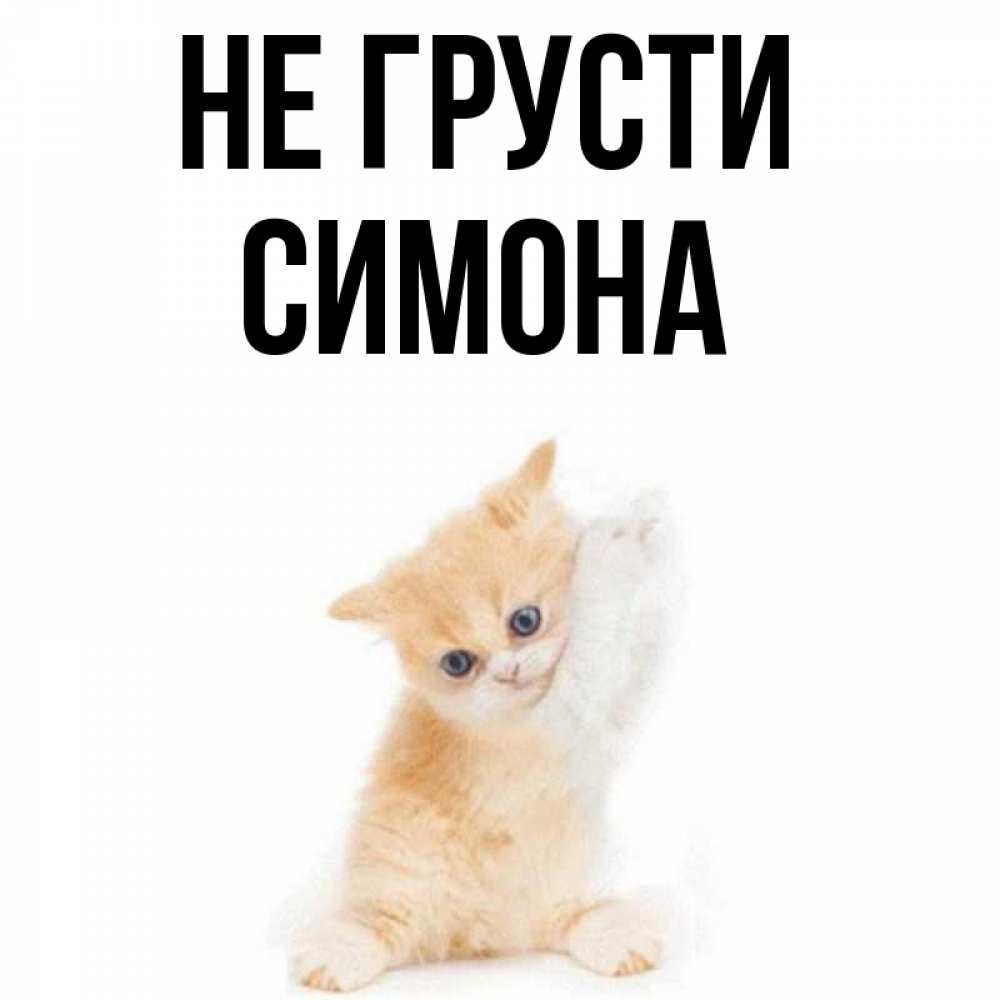 Открытка на каждый день с именем, Симона Не грусти просящий кот Прикольная открытка с пожеланием онлайн скачать бесплатно 
