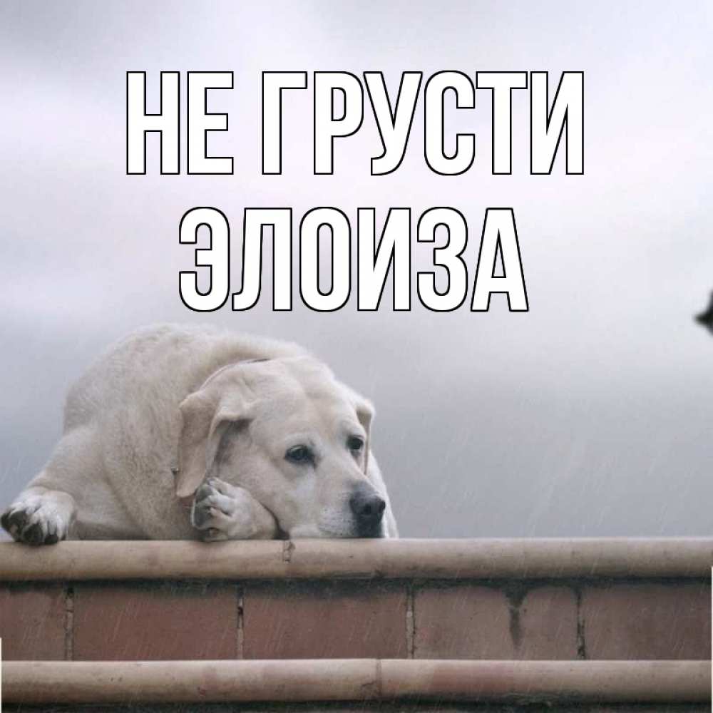 Открытка на каждый день с именем, Элоиза Не грусти белый пес 1 Прикольная открытка с пожеланием онлайн скачать бесплатно 