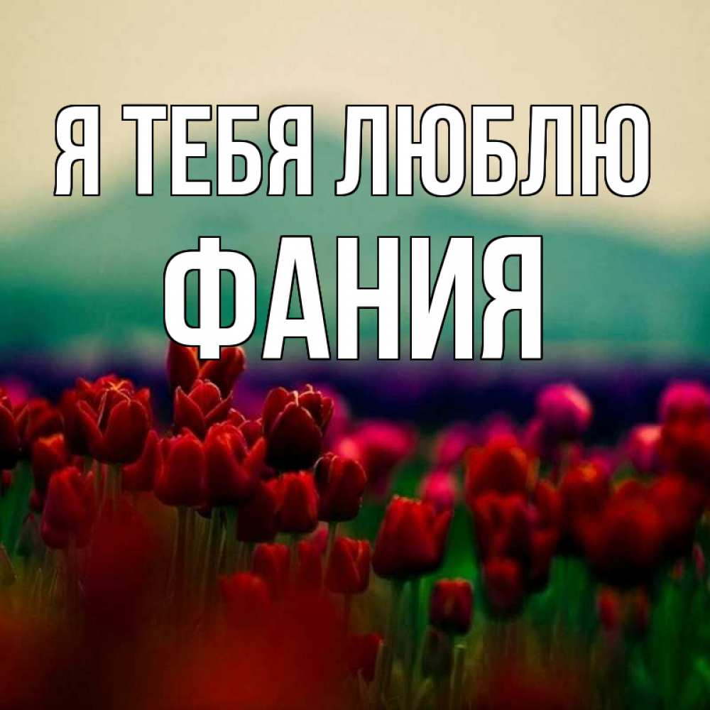 Открытка на каждый день с именем, Фания Я тебя люблю тюльпаны 4 Прикольная открытка с пожеланием онлайн скачать бесплатно 