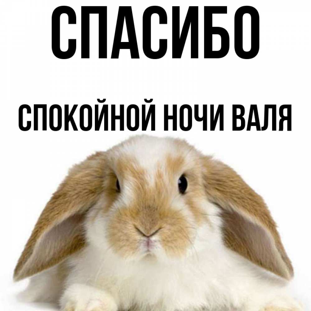 Ноч вали