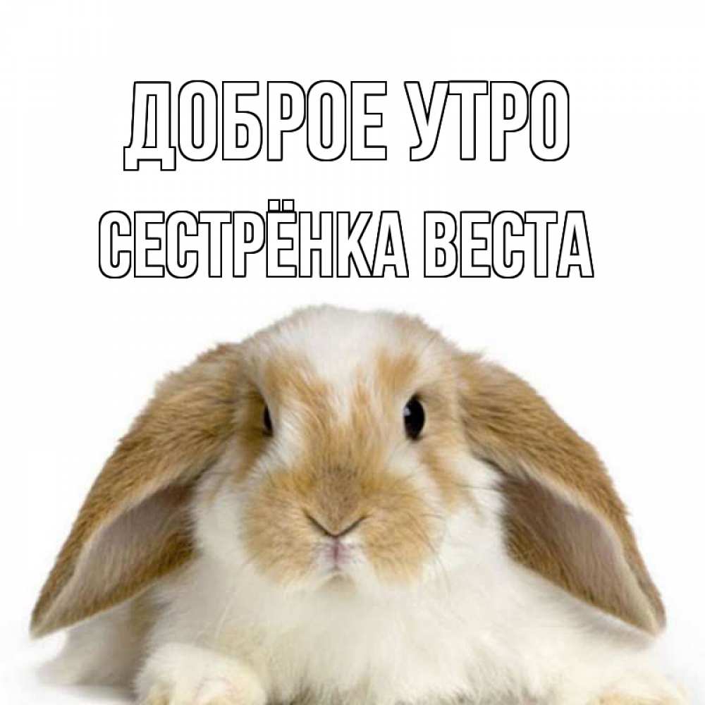 Открытка на каждый день с именем, Сестрёнка-Веста Доброе утро прикольные открытки на каждый день Прикольная открытка с пожеланием онлайн скачать бесплатно 