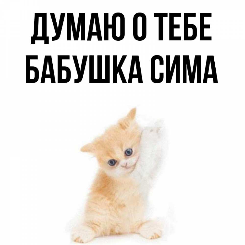 Открытка на каждый день с именем, Бабушка-Сима Думаю о тебе зверушки и милота Прикольная открытка с пожеланием онлайн скачать бесплатно 