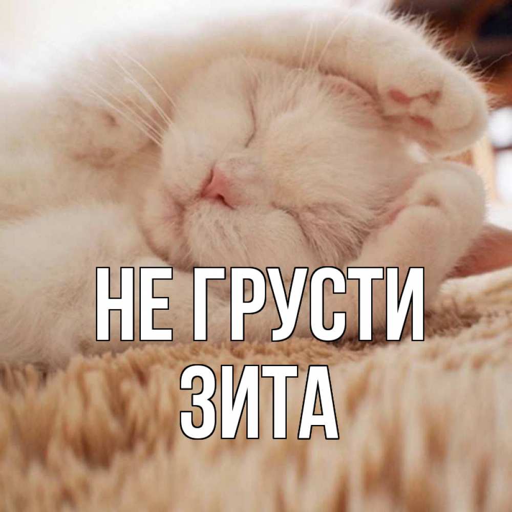 Открытка на каждый день с именем, Зита Не грусти белый кот Прикольная открытка с пожеланием онлайн скачать бесплатно 