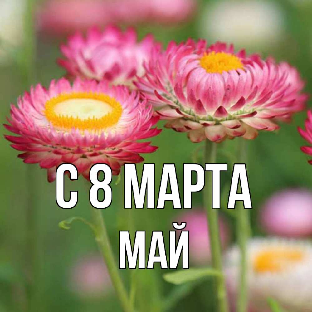 Открытка на каждый день с именем, Май С 8 МАРТА подарок на международный женский день Прикольная открытка с пожеланием онлайн скачать бесплатно 