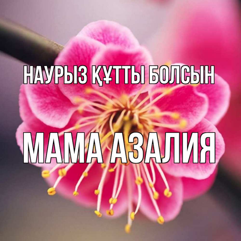 Открытка на каждый день с именем, Мама-Азалия Наурыз құтты болсын цветы Прикольная открытка с пожеланием онлайн скачать бесплатно 