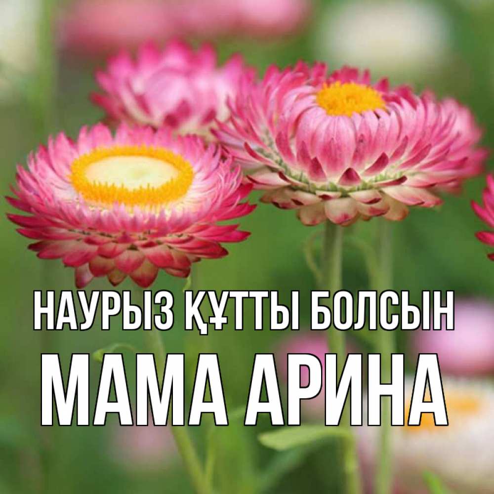 Открытка на каждый день с именем, Мама-Арина Наурыз құтты болсын подарок на международный женский день Прикольная открытка с пожеланием онлайн скачать бесплатно 