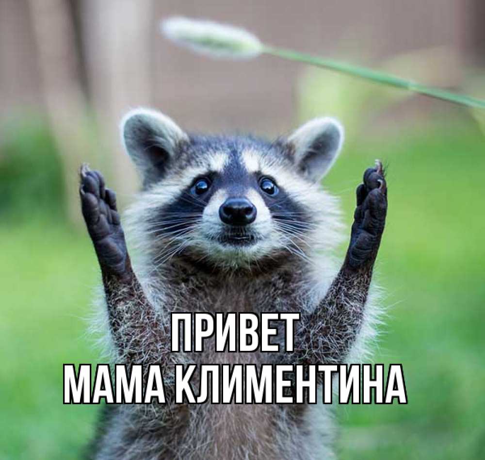 Открытка на каждый день с именем, Мама-Климентина Привет животные Прикольная открытка с пожеланием онлайн скачать бесплатно 