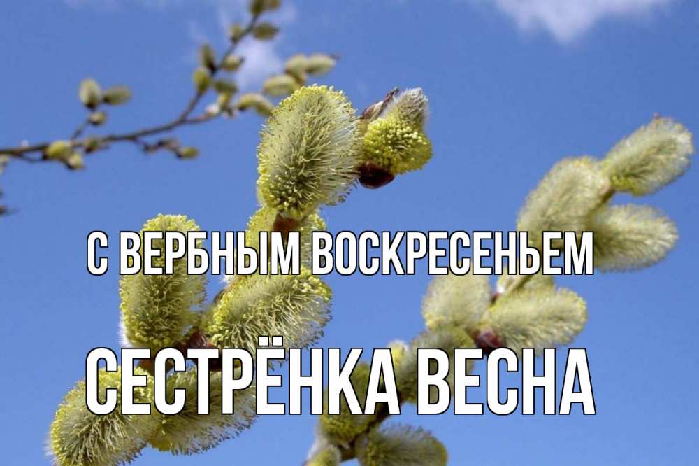 Открытка на каждый день с именем, Сестрёнка-Весна С вербным воскресеньем верба Прикольная открытка с пожеланием онлайн скачать бесплатно 