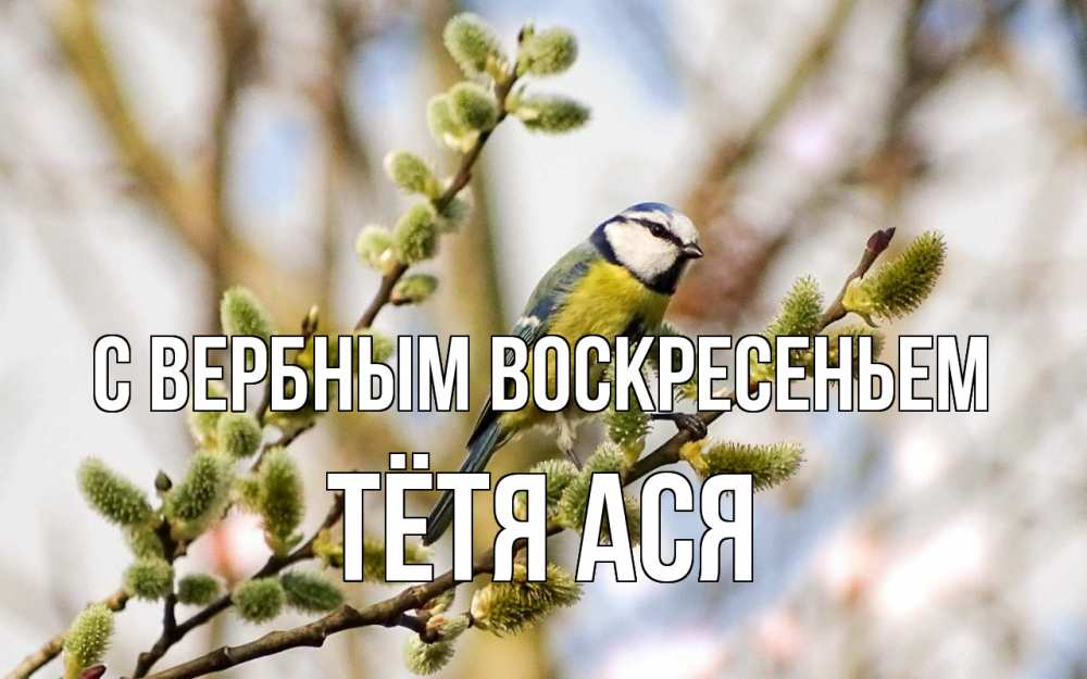 Открытка на каждый день с именем, Тётя-Ася С вербным воскресеньем верба Прикольная открытка с пожеланием онлайн скачать бесплатно 