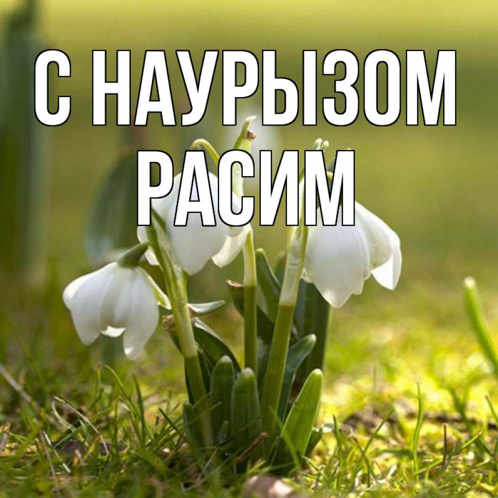 Открытка на каждый день с именем, Расим С наурызом ранние цветы 2 Прикольная открытка с пожеланием онлайн скачать бесплатно 