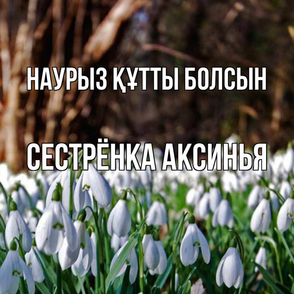 Открытка на каждый день с именем, Сестрёнка-Аксинья Наурыз құтты болсын с подснежниками 1 Прикольная открытка с пожеланием онлайн скачать бесплатно 