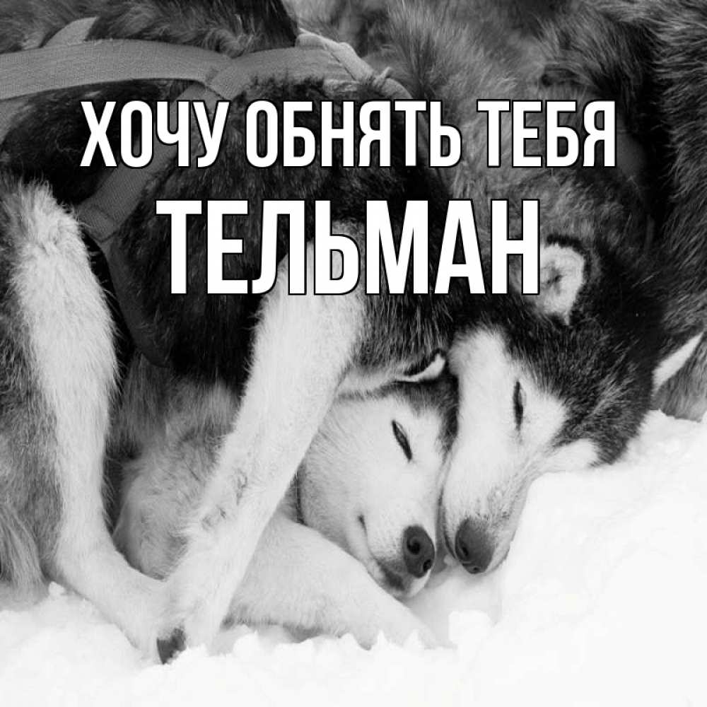 Открытка на каждый день с именем, Тельман Хочу обнять тебя собачки в упряжке Прикольная открытка с пожеланием онлайн скачать бесплатно 