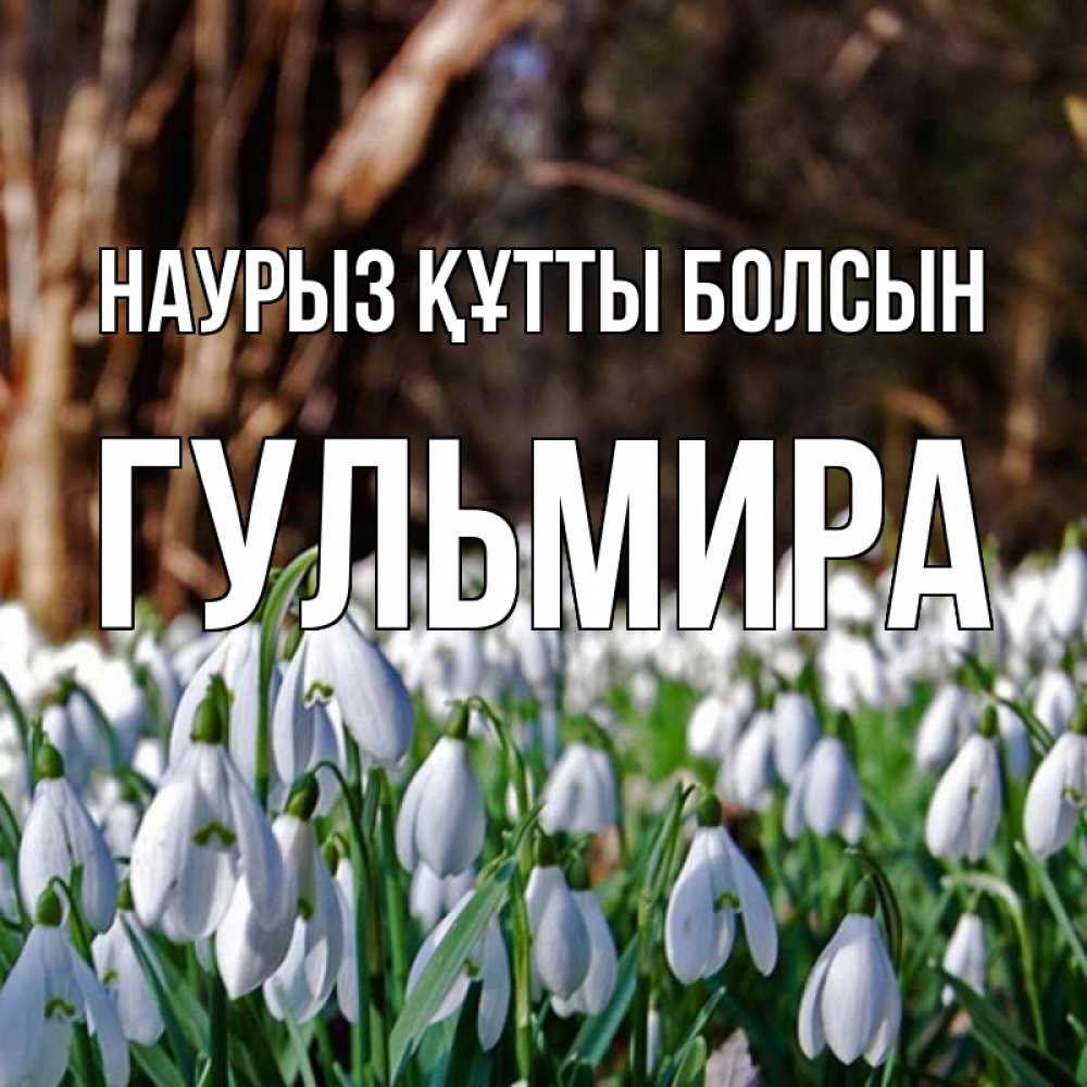 Открытка на каждый день с именем, Гульмира Наурыз құтты болсын с подснежниками 1 Прикольная открытка с пожеланием онлайн скачать бесплатно 