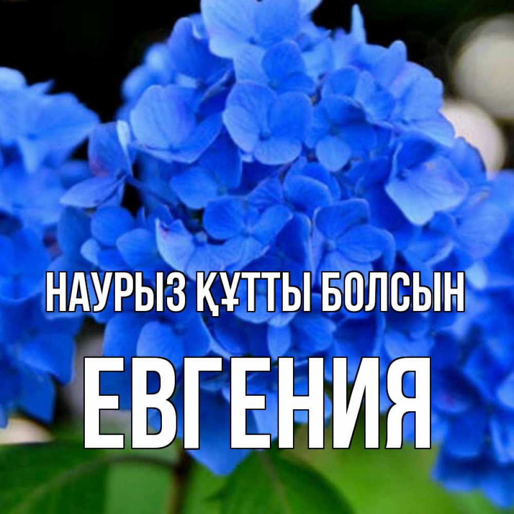 Открытка на каждый день с именем, Евгения Наурыз құтты болсын синие цветы Прикольная открытка с пожеланием онлайн скачать бесплатно 