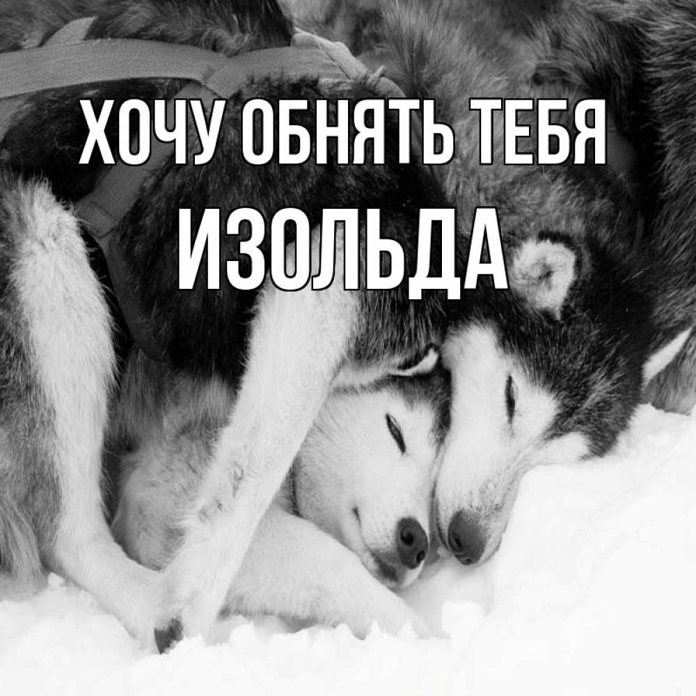 Открытка на каждый день с именем, Изольда Хочу обнять тебя собачки в упряжке Прикольная открытка с пожеланием онлайн скачать бесплатно 
