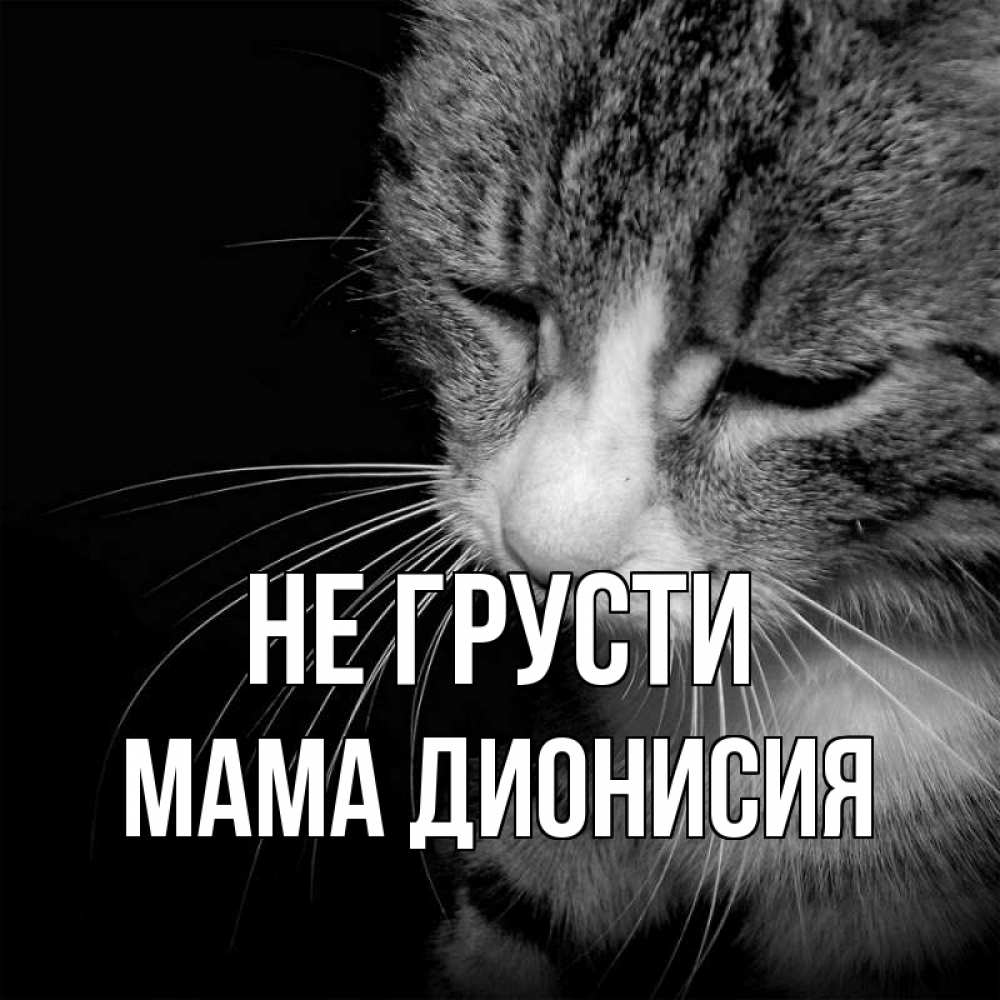Открытка на каждый день с именем, Мама-Дионисия Не грусти грустный котик Прикольная открытка с пожеланием онлайн скачать бесплатно 