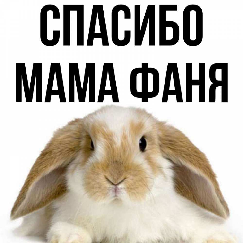 Открытка на каждый день с именем, Мама-Фаня Спасибо коричнево белый заяц Прикольная открытка с пожеланием онлайн скачать бесплатно 