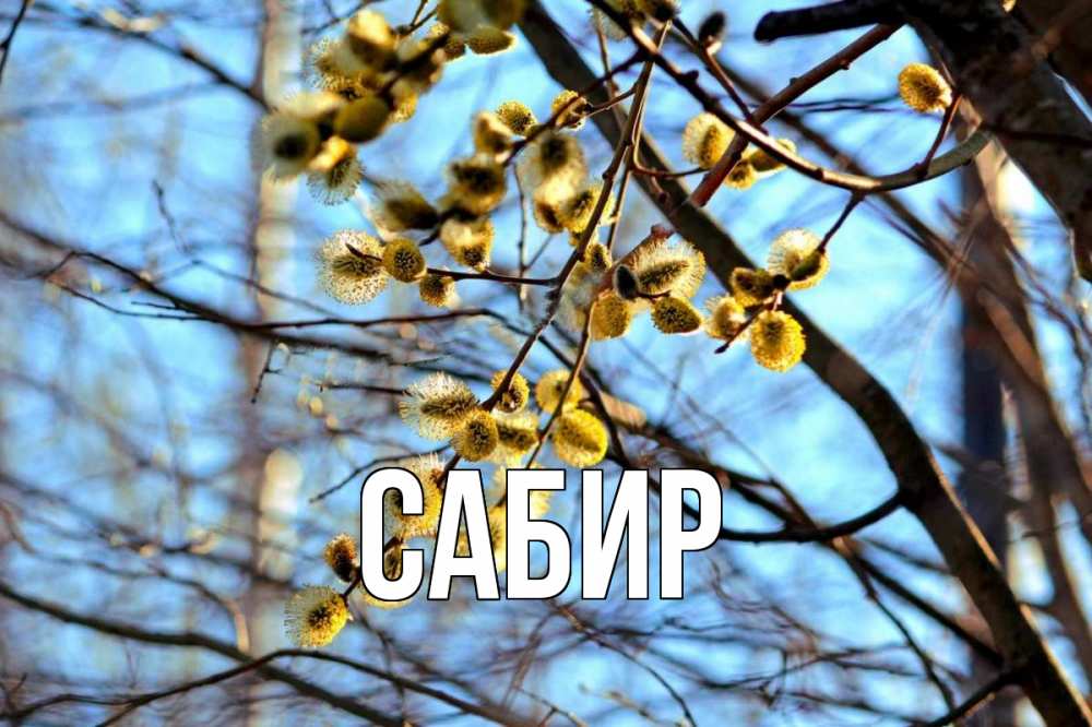 Открытка на каждый день с именем, Сабир Главная верба Прикольная открытка с пожеланием онлайн скачать бесплатно 