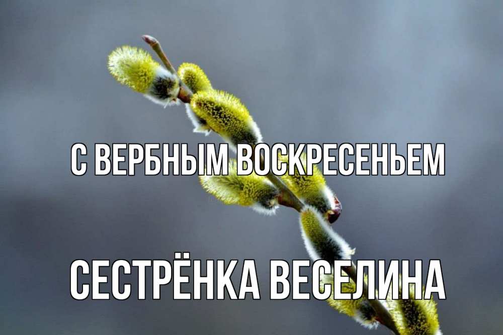 Открытка на каждый день с именем, Сестрёнка-Веселина С вербным воскресеньем верба Прикольная открытка с пожеланием онлайн скачать бесплатно 