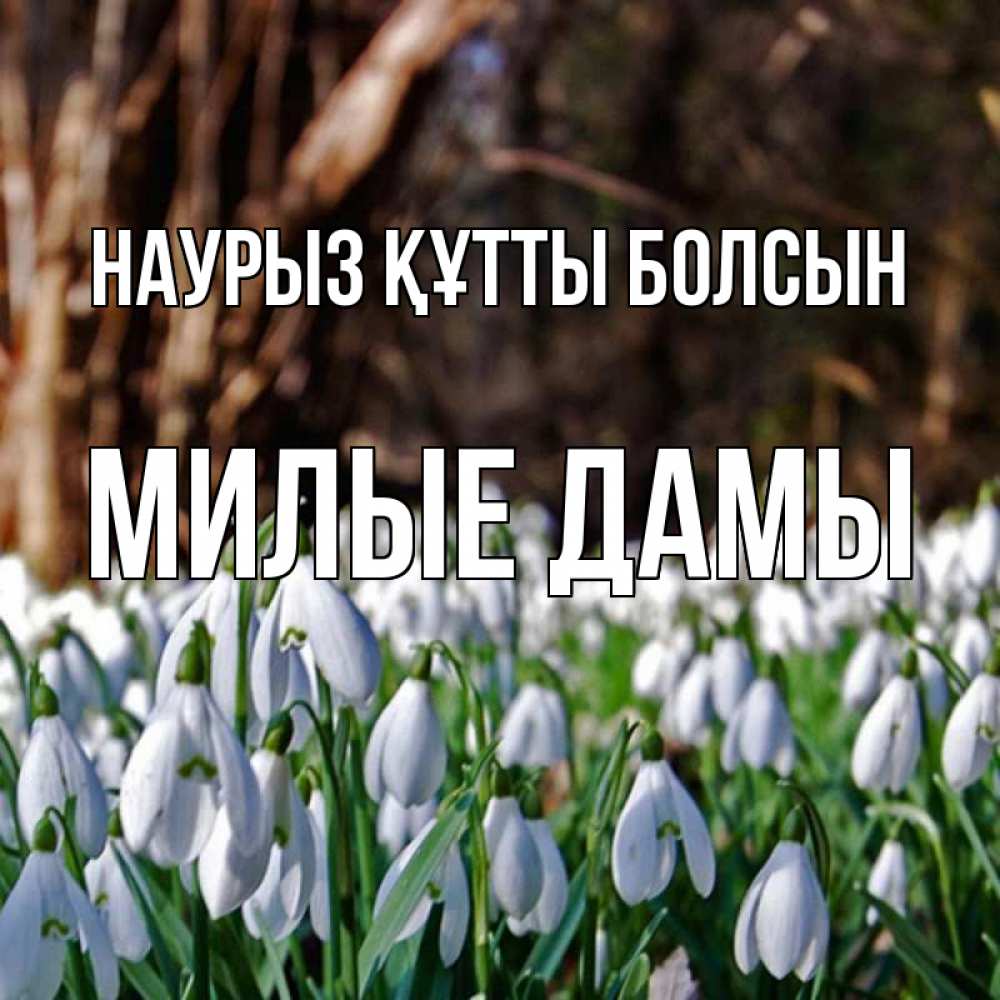 Подснежники К 8 Марта Купить В Москве