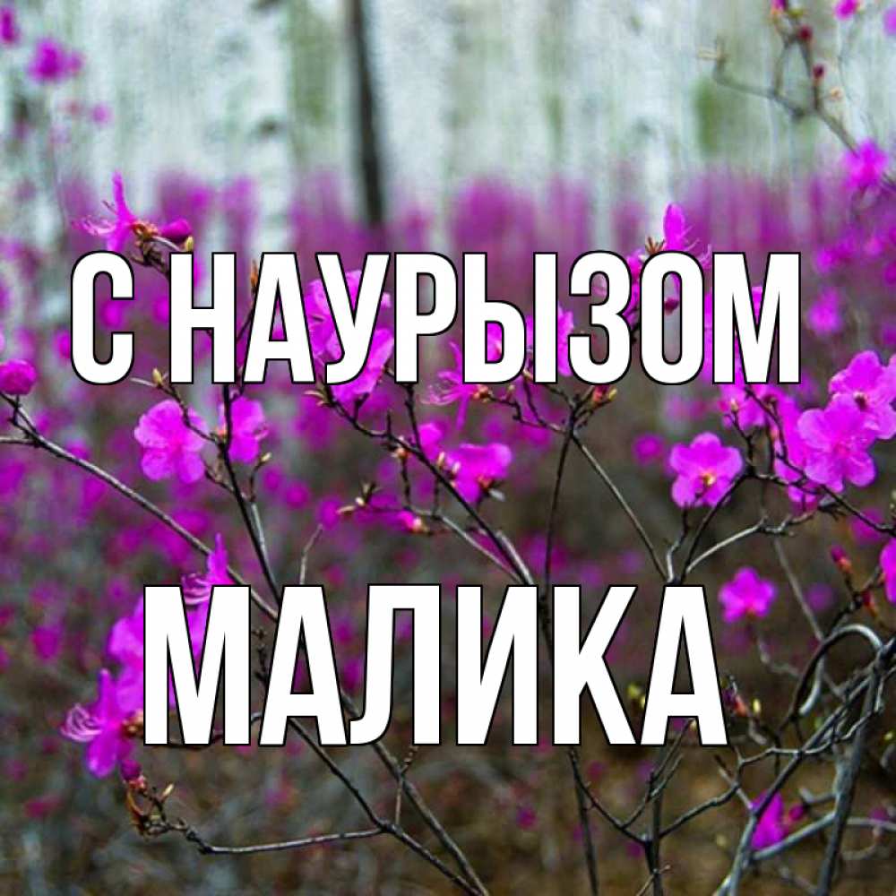 Открытка на каждый день с именем, Малика С наурызом дикие цветы Прикольная открытка с пожеланием онлайн скачать бесплатно 