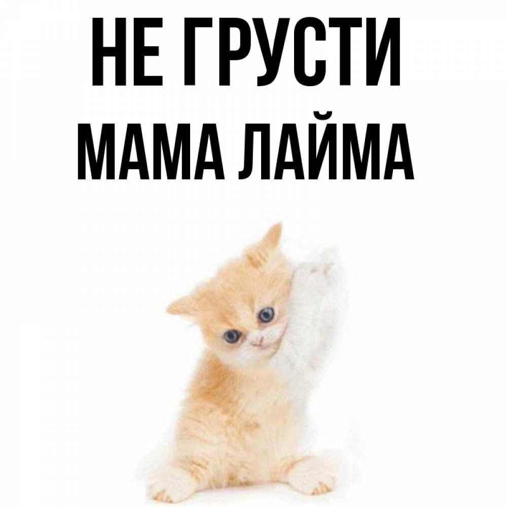 Открытка на каждый день с именем, Мама-Лайма Не грусти просящий кот Прикольная открытка с пожеланием онлайн скачать бесплатно 