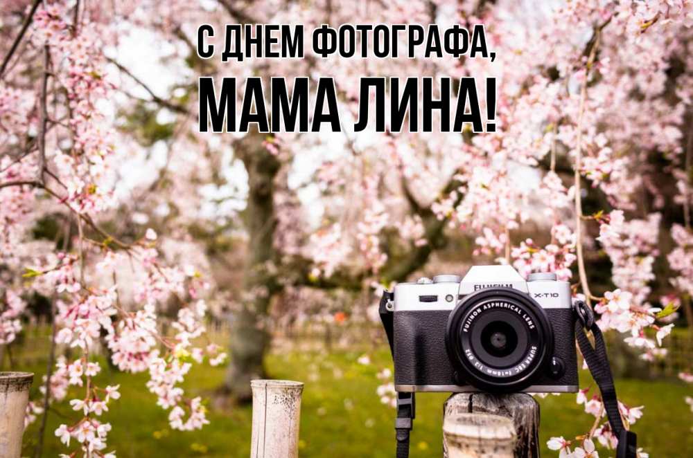 Открытка на каждый день с именем, Мама-Лина С днем фотографа сирень с днем фотографа, фотоаппарат Прикольная открытка с пожеланием онлайн скачать бесплатно 