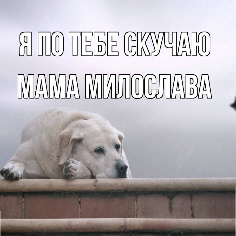 Открытка на каждый день с именем, Мама-Милослава Я по тебе скучаю ждет Прикольная открытка с пожеланием онлайн скачать бесплатно 