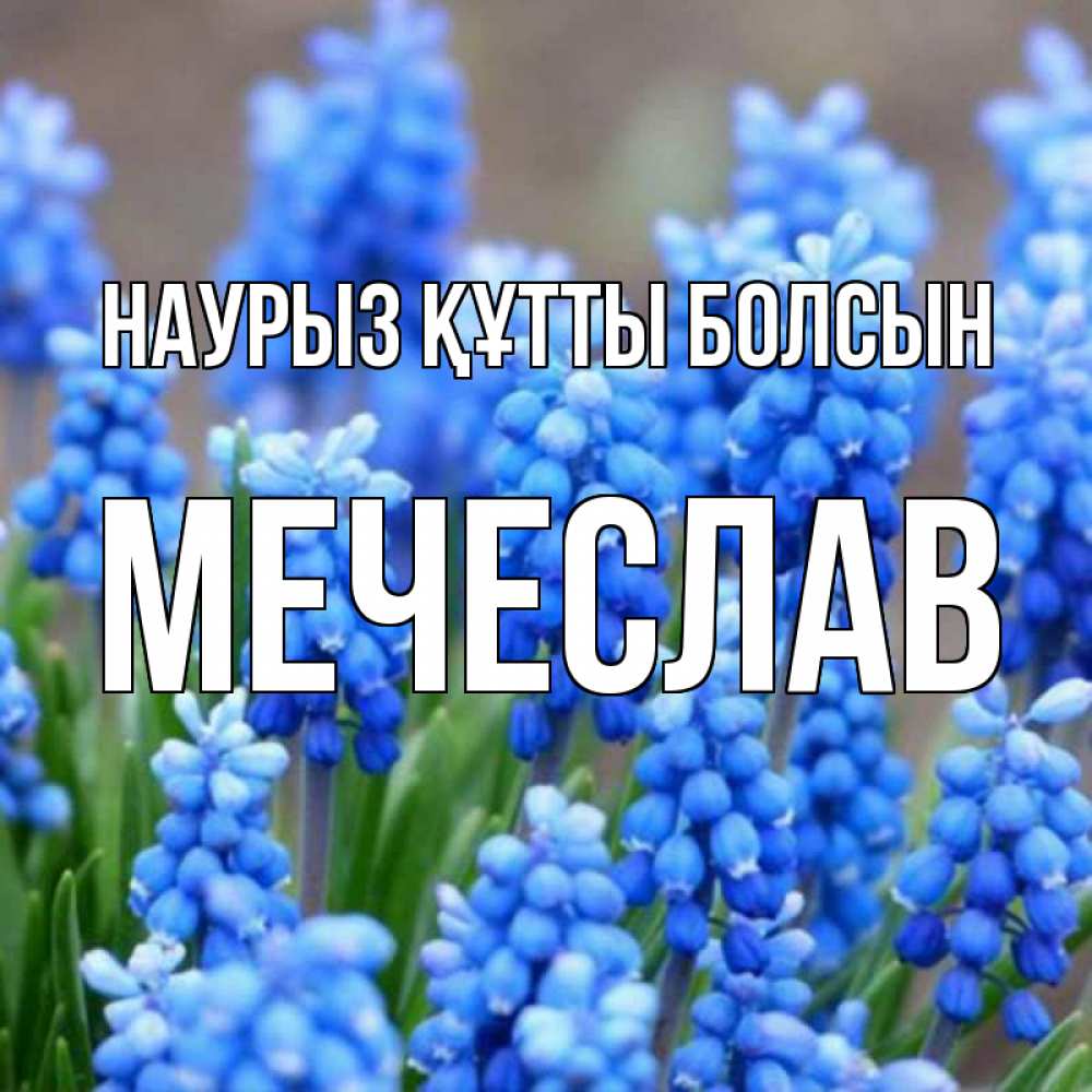 Открытка на каждый день с именем, Мечеслав Наурыз құтты болсын Поздравительная открытка для женщин с цветами на праздничную дату Прикольная открытка с пожеланием онлайн скачать бесплатно 