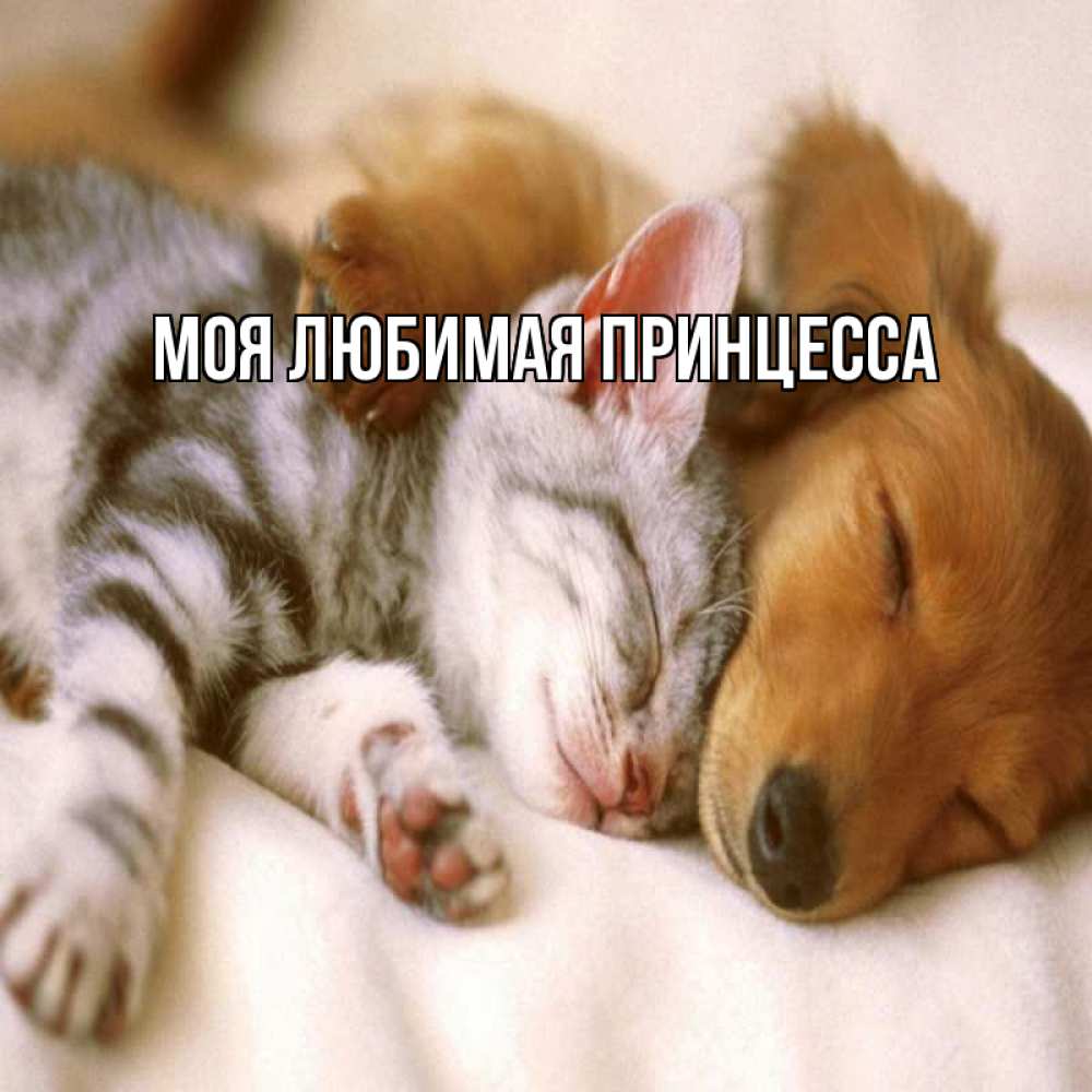 Открытка на каждый день с именем, Моя-Любимая-Принцесса Главная пес и котенок Прикольная открытка с пожеланием онлайн скачать бесплатно 