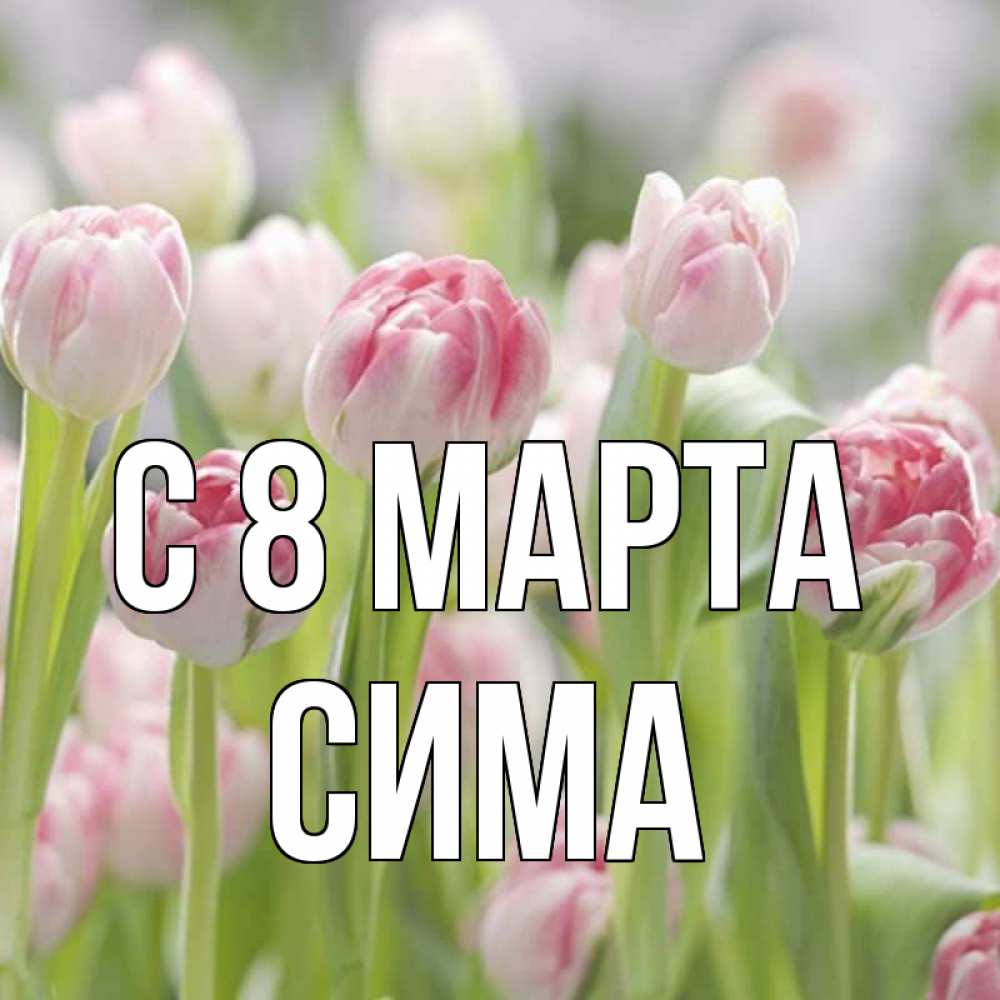 Открытка на каждый день с именем, Сима С 8 МАРТА цветы Прикольная открытка с пожеланием онлайн скачать бесплатно 