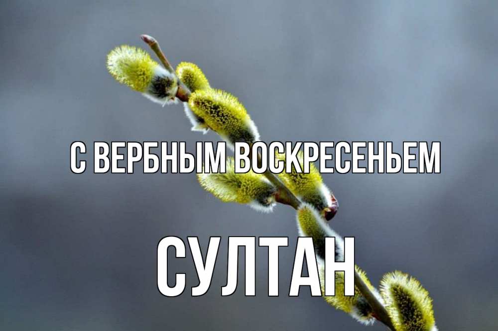 Открытка на каждый день с именем, Султан С вербным воскресеньем верба Прикольная открытка с пожеланием онлайн скачать бесплатно 