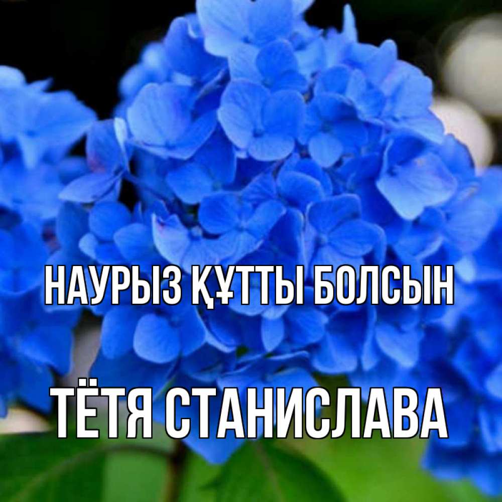 Открытка на каждый день с именем, Тётя-Станислава Наурыз құтты болсын синие цветы Прикольная открытка с пожеланием онлайн скачать бесплатно 