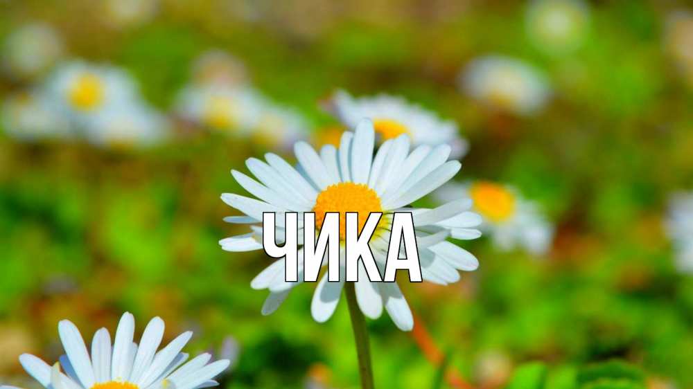 Открытка на каждый день с именем, Чика Главная с днем семьи Прикольная открытка с пожеланием онлайн скачать бесплатно 