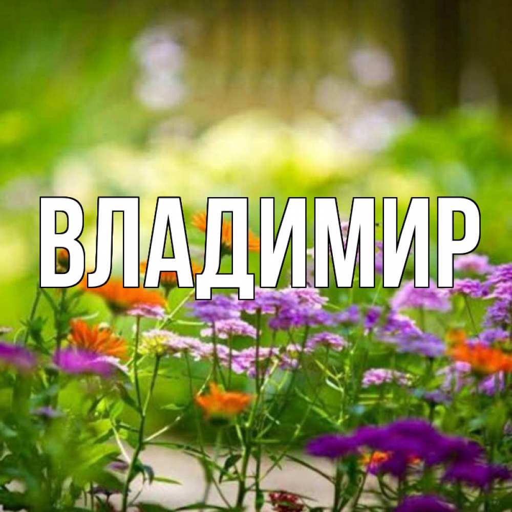 Открытка на каждый день с именем, Владимир Главная цветы Прикольная открытка с пожеланием онлайн скачать бесплатно 