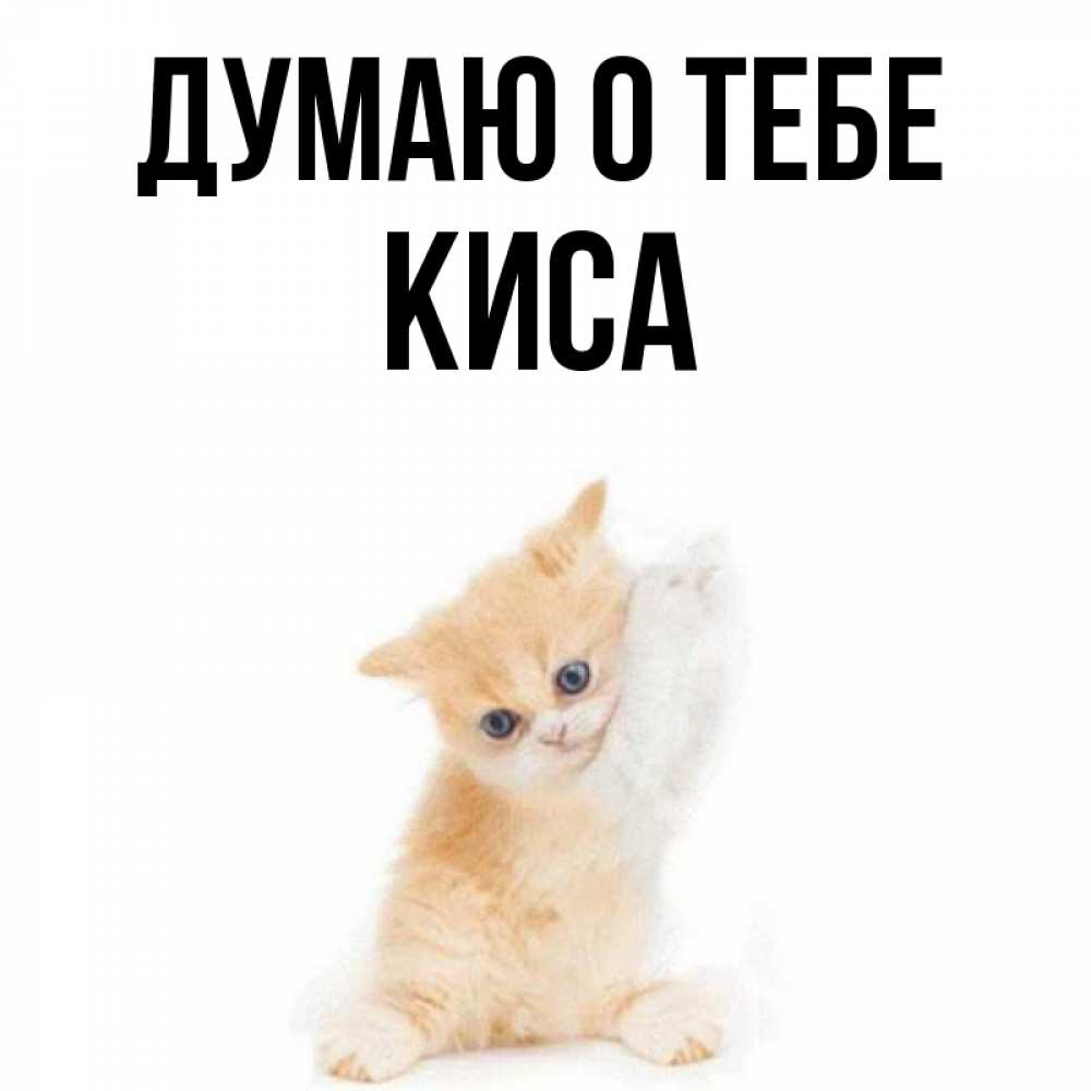 Кис кис я котик ты котик. Я киса. Киса моя картинки. Люблю тебя киса. Ты моя киса.